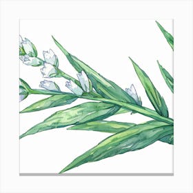 Lily Of The Valley 2 Canvas Print