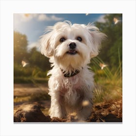 Maltese Dog Canvas Print