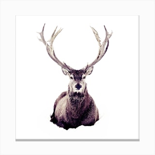 Stag In Snow 3 Square Canvas Print