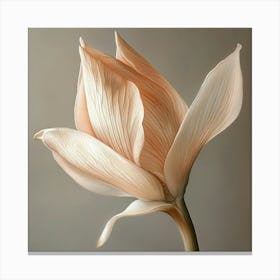 Tulip 6 Canvas Print