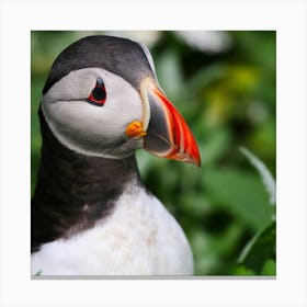 Puffin - Puffin Stock Videos & Royalty-Free Footage Canvas Print