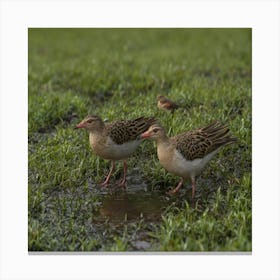 Sandhill Cranes 1 Canvas Print