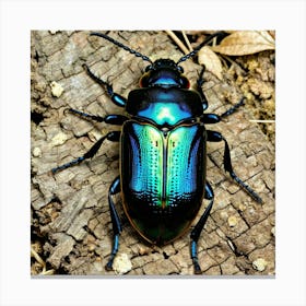 Beetle 13 Canvas Print