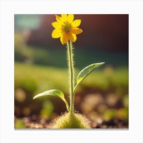 Sunflower 1 Canvas Print