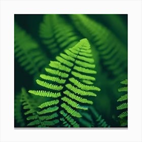 Fern Leaves Canvas Print