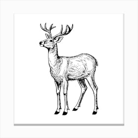 Deer.4 Canvas Print