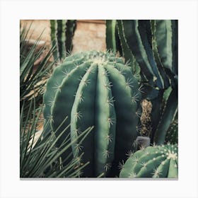 Cactus Garden 1 Canvas Print