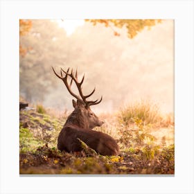 Majestic Deer In The Autumn Woods Canvas Print