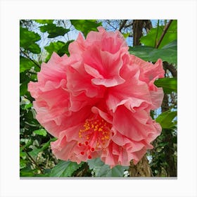 Hibiscus Flower Canvas Print