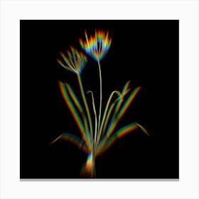 Prism Shift Allium Straitum Botanical Illustration on Black Canvas Print