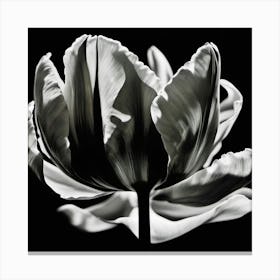 Tulip, Black And White, Lighting Canvas Print