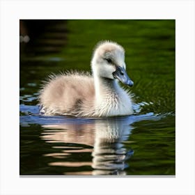 Swan photo 2 Canvas Print