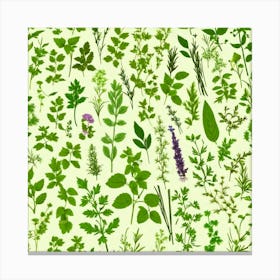 Seamless Pattern Of Herbs 9 Canvas Print