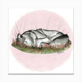 Wolf / Loup  Canvas Print