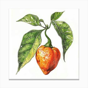 Chilli Pepper Canvas Print