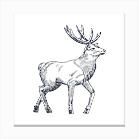 Deer Stag Illustration Canvas Print