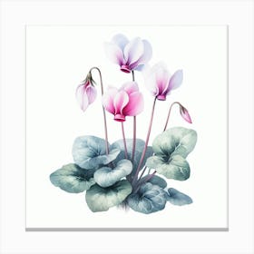 Flowers of Cyclamen 2 Canvas Print