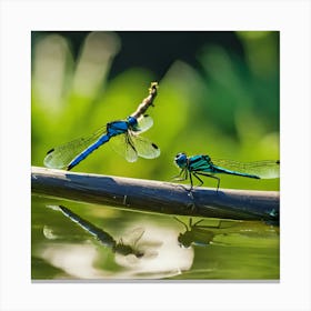 Dragonflies 1 Canvas Print