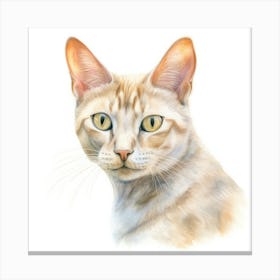 Colorpoint Shorthair Cat Portrait 3 Canvas Print