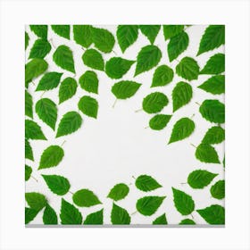 Green Leaves On White Background Canvas Print