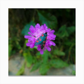 Moth On Purple Flower 20210824 84ppub Canvas Print