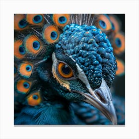 Peacock 14 Canvas Print