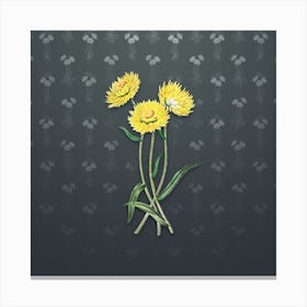 Vintage Helichrysum Flower Botanical on Slate Gray Pattern n.1088 Canvas Print