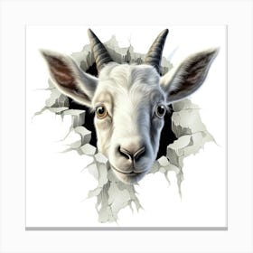 Goat Head Peeking Through A Hole Canvas Print
