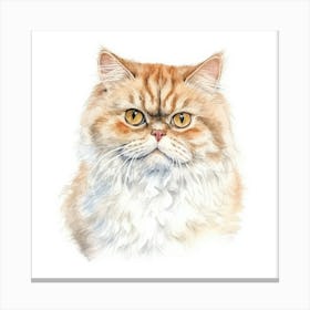 American Shorthair Persian Cat Portrait 2 Canvas Print