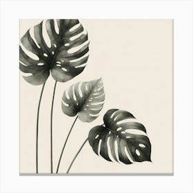 Monstera Leaves Canvas Print