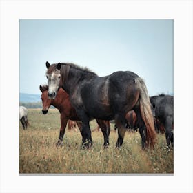 Horses In A Field Canvas Print