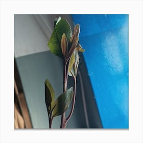 Khat tree Canvas Print