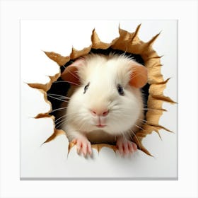 Guinea Pig 16 Canvas Print