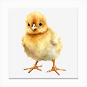 Chicken 3 Canvas Print