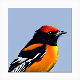 Oriole Canvas Print