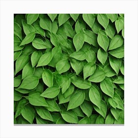 Green Leaves Background 1 Canvas Print