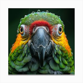 Parrot 21 Canvas Print