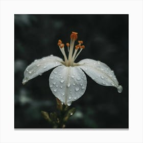 White Flower With Raindrops Canvas Print