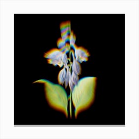 Prism Shift Blue Daylily Hemerocallis caerulea Botanical Illustration on Black n.0027 Canvas Print