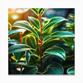 Eucalyptus Canvas Print