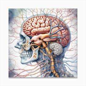 Human Brain And Nervous System 3 Canvas Print