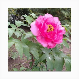 Peony in Japan 7 Canvas Print