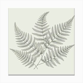 Line Art fern leaves 2 Canvas Print