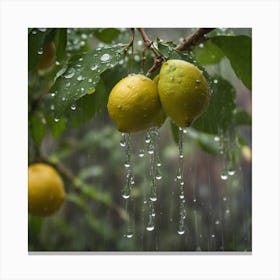 Lemon Tree In Rain 1 Canvas Print