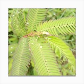 grass photography design  Canvas Print