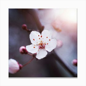 Cherry Blossom Canvas Print