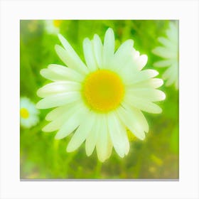 Daydream Daisy Canvas Print