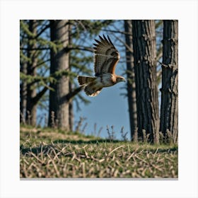 Red Tail Hawk Canvas Print