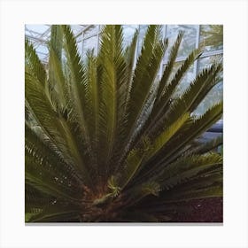 Cactus In A Greenhouse Canvas Print