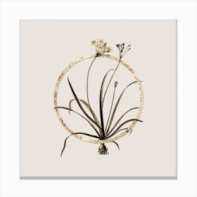 Gold Ring Allium Fragrans Glitter Botanical Illustration n.0176 Canvas Print